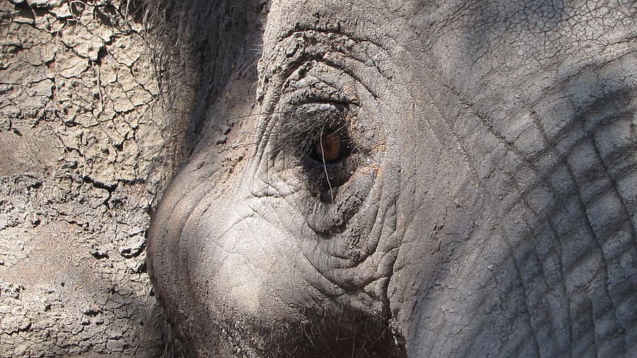 elefante, olho, áfrica, close up, animal, mamífero, um animal, temas de animais, vida selvagem animal, animais na selva