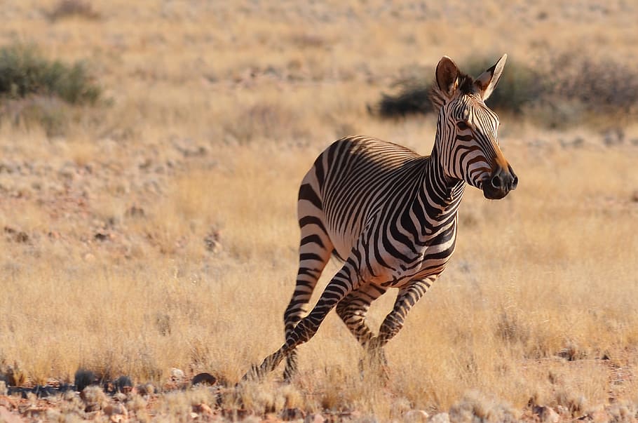 hitam, putih, zebra, bidang, rumput, dataran, namibia, afrika, hewan, hewan liar