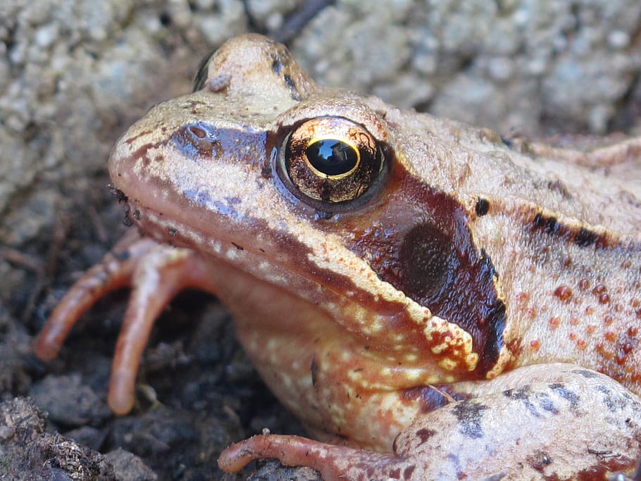 toad, frog, amphibians, high, amphibian, animal themes, animal, close-up, animals in the wild, one animal