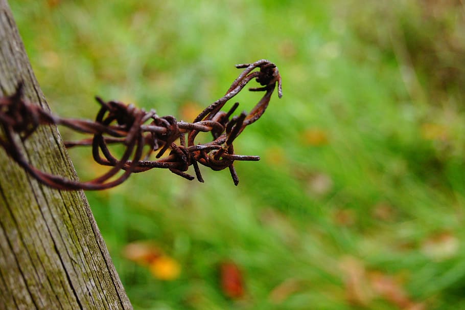 barbed wire, verrostst, fence, metal, old, protection, rusty, security, plant, safety
