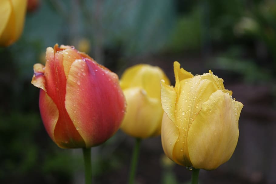 spring, public record, flora, rain, raindrop, tulip, tulips, flowers, sun, leaves