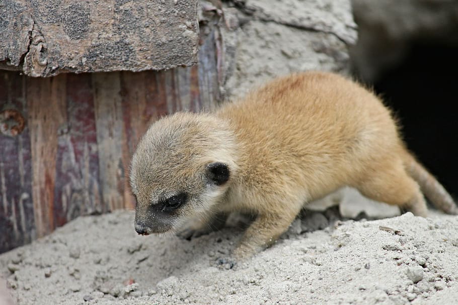 brown meerkat, meerkat, young, young animal, small, child, baby, animal child, suricate, scharrtier