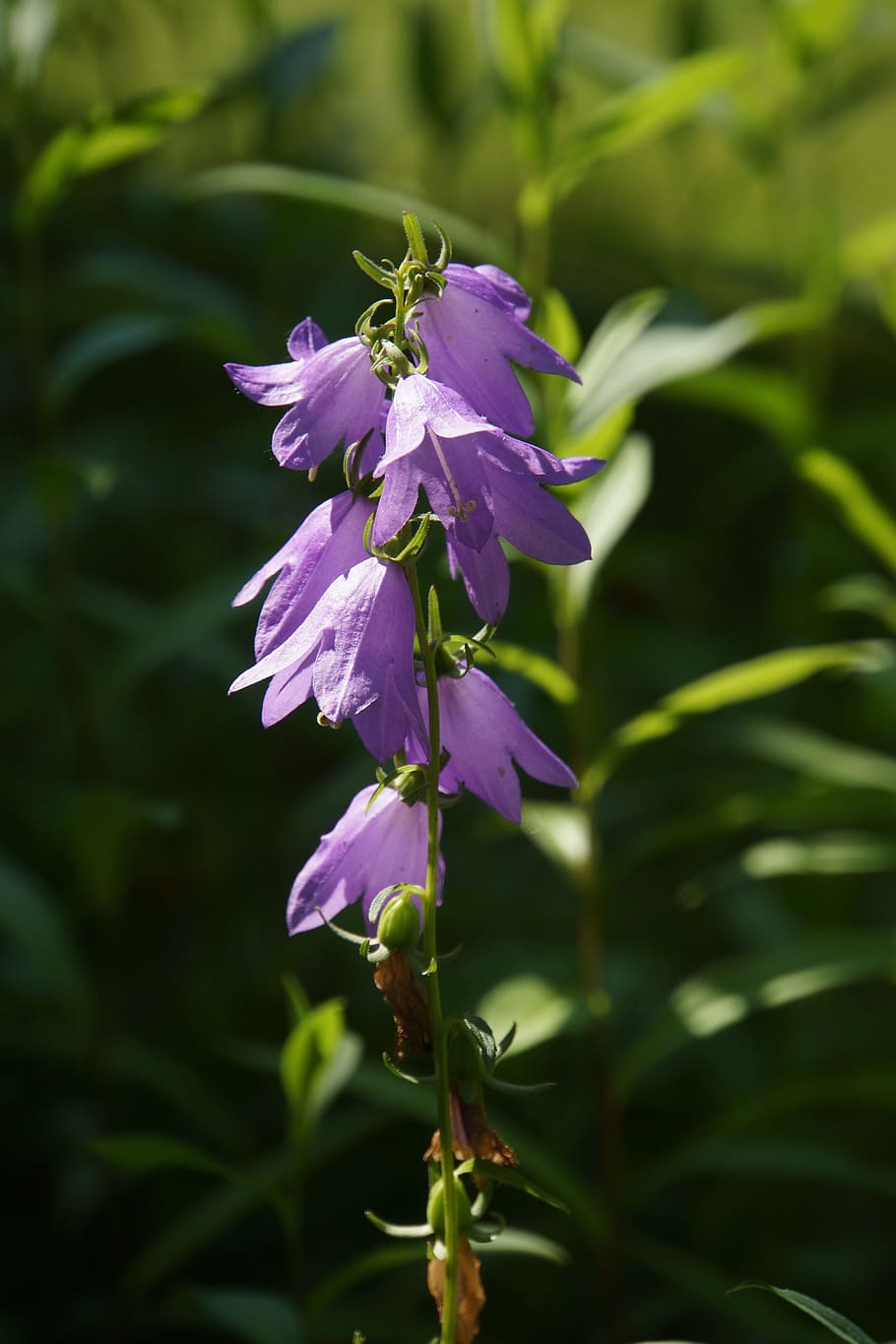 Bellflower, Lilac, Flower, kellokukinto, lilac flower, nature, plant, purple, close-up, summer