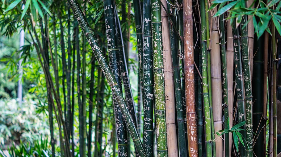 árboles de bambú, bambú, alto, árboles, plantas, flora, grueso, denso, verde, hojas