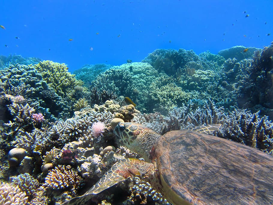 brown, sea turtle, swimming, corals, turtle, sea, underwater, coral, ocean, undersea