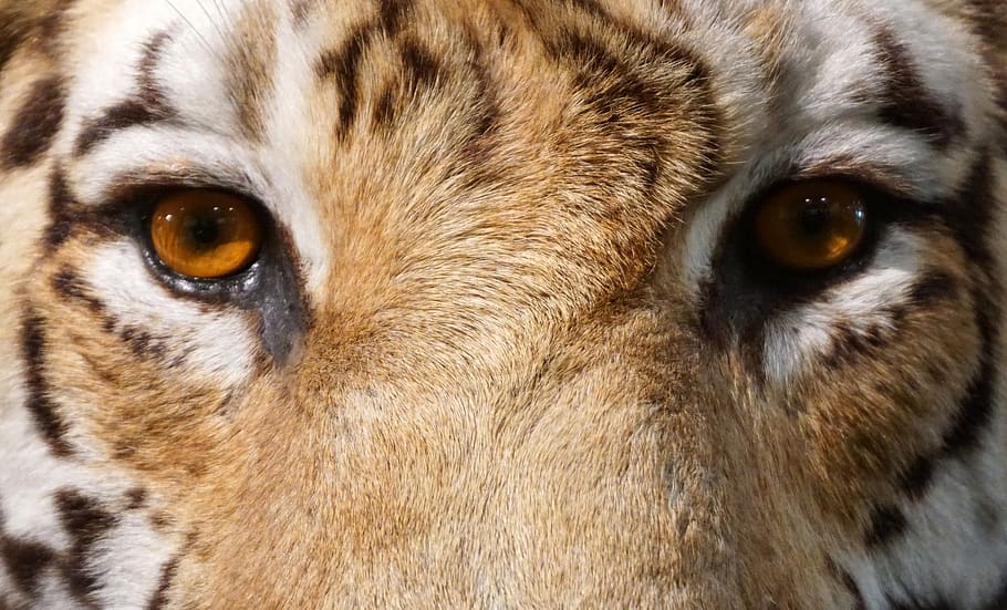 tigre, close-up, olho, vista, animal, carnívoros, gato grande, perigoso, cabeça, rosto