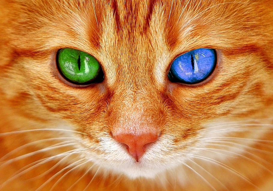 주황색 이상한 눈 고양이, 고양이, 눈, 바이 컬러, 푸른, 녹색, 고양이 눈, 얼굴, 호랑이, 고등어
