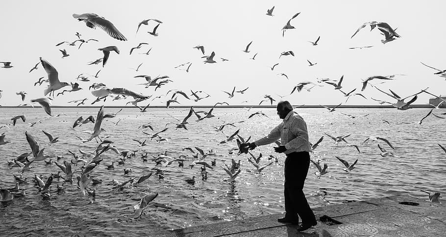 aves, india, agua, río, hombre, hombre alimentando aves, bandada de pájaros, volando, blanco y negro, dramático