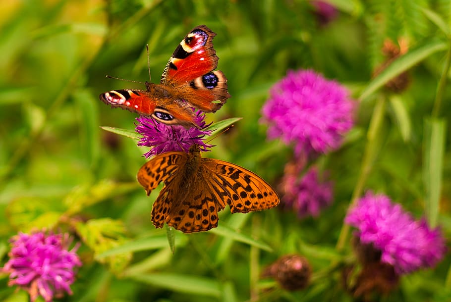 kupu-kupu, musim semi, bunga, musim panas, alam, di luar ruangan, terbang, warna-warni, rumput, hijau