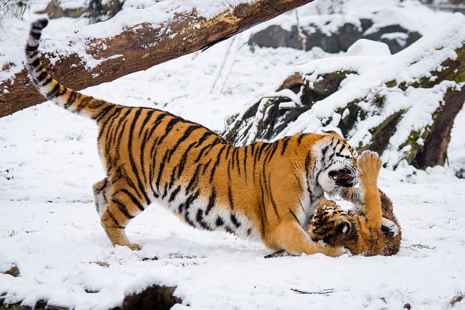 Tigres siberianos, dois, Bengala, tigres, brincando, neve, inverno, temperatura fria, temas animais, mamífero