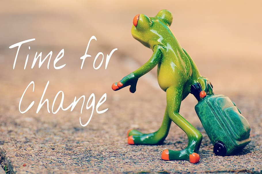 green, frog, holding, luggage figurine, time for a change, courage, new beginning, farewell, travel, luggage