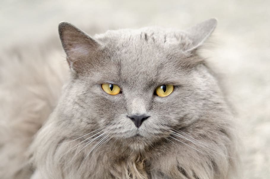 長い毛皮の灰色の猫, 猫, 灰色, 動物, かわいい, ペット, 子猫, 家畜, 白, 目