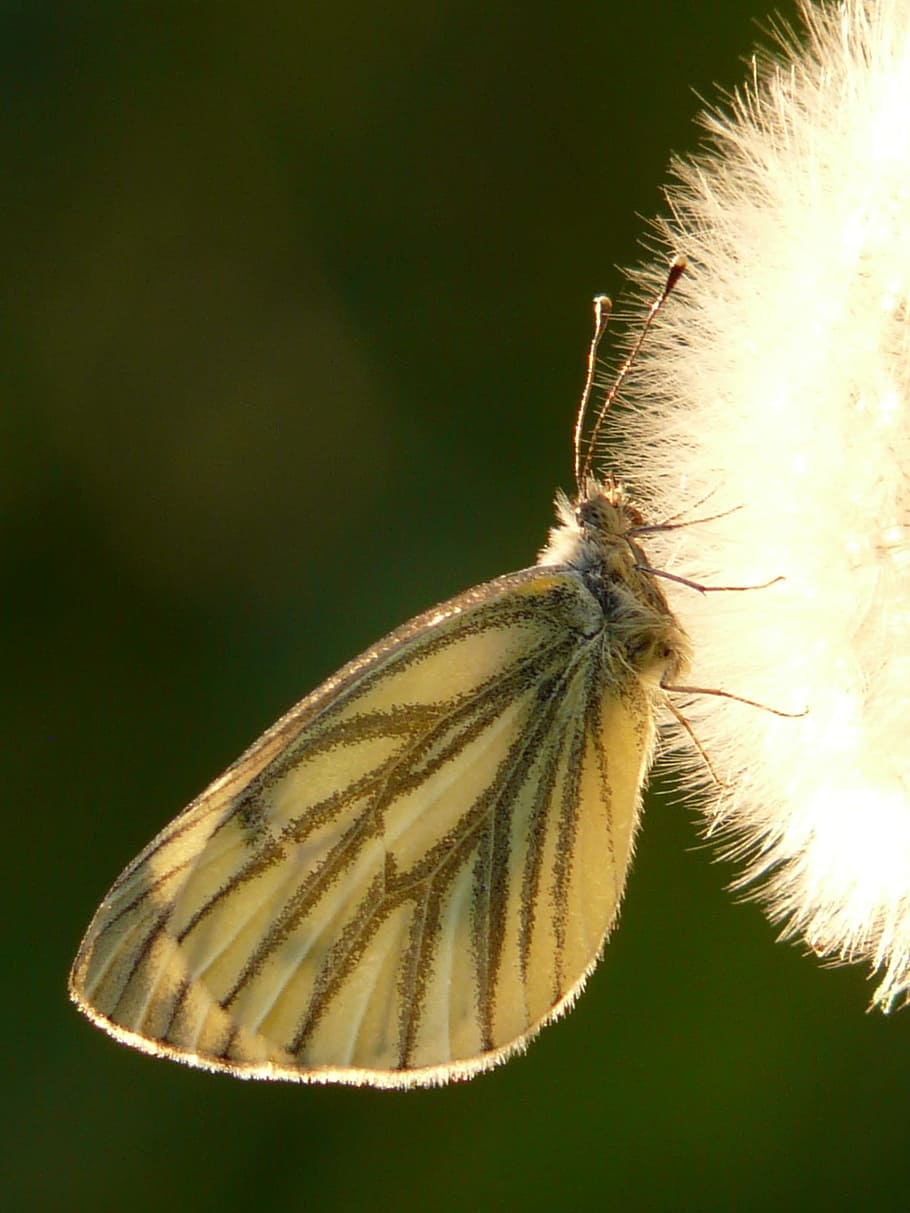 brown moth, Dandelion, Seeds, Flower, Meadow, Spring, dandelion, seeds, stalk, green veined white, white ling