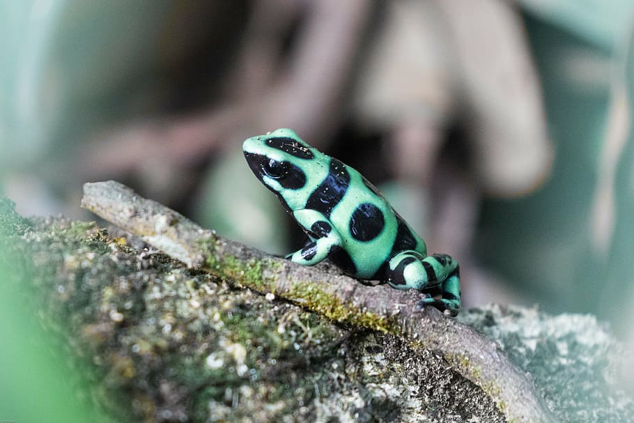 poison frog, poison dart frog, toxic, dangerous, exotic, frog, rainforest, tiny, costa rica, animal