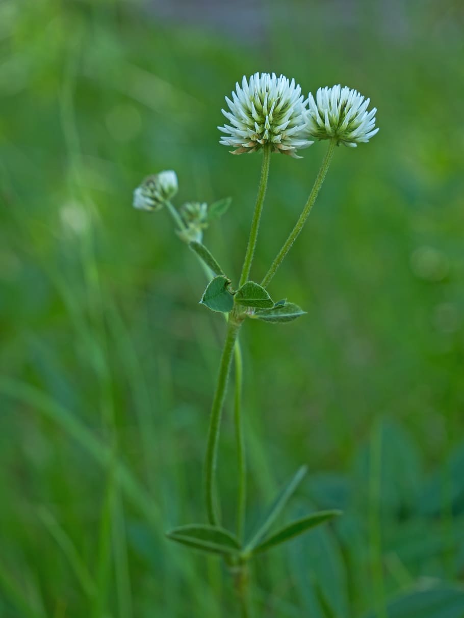 white clover, wild flower, pointed flower, bloom, wildflowers, plant, growth, flower, green color, beauty in nature