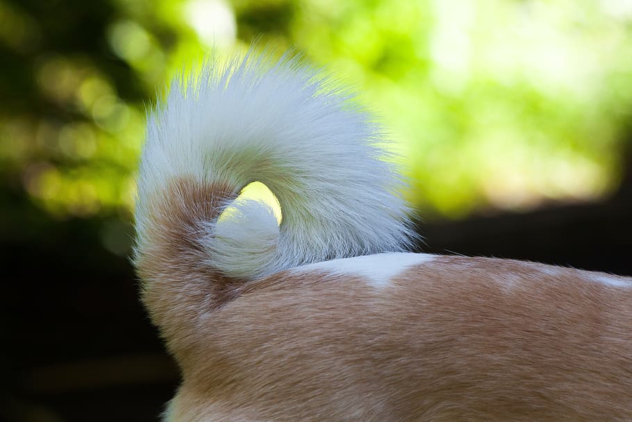 closeup, dog tail, tail, rod, podenco, podengo, hybrid, chihuahua, wind dog like, white