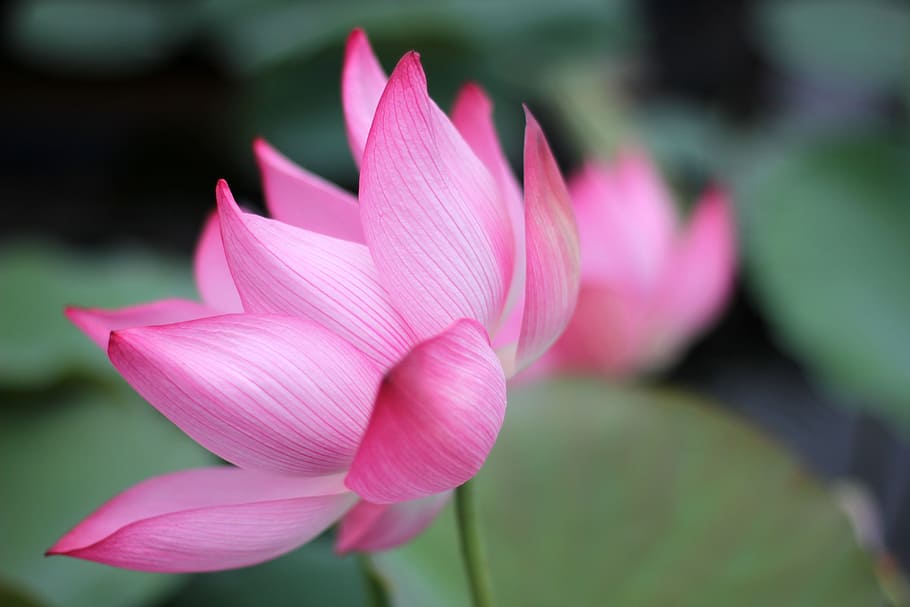 Hoa, Sen, Vietnam, Lotus, Asia, hoa sen, nature, plant, pink Color, flower