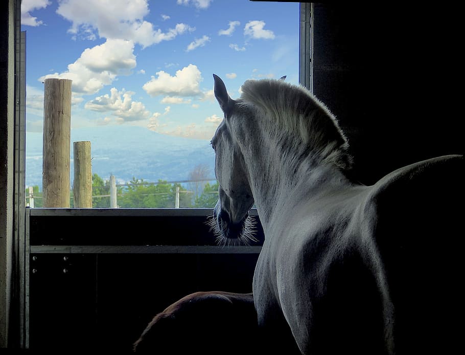 foto, branco, cavalo, estável, boxe, janela, sombra, animal, temas animais, mamífero