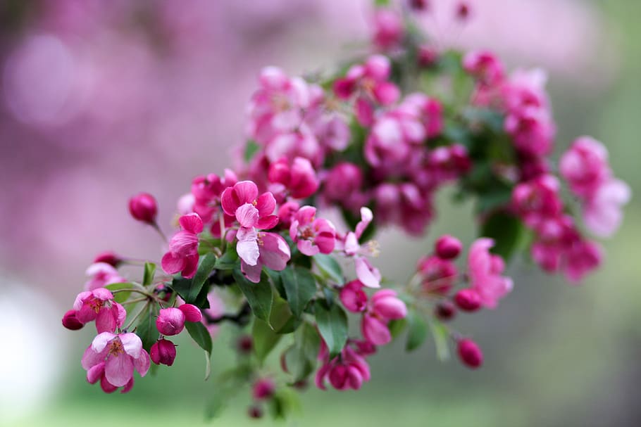 spring, begonia, garden, flowers, flower, flowering plant, plant, pink color, freshness, beauty in nature