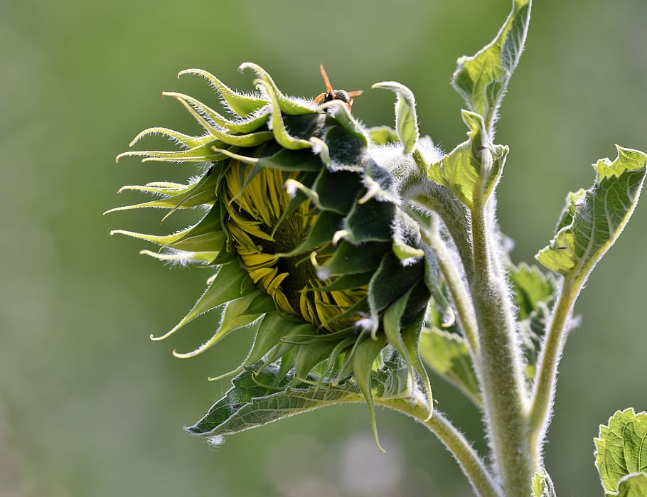 girasol, planta, verano, pétalos, crecimiento, naturaleza, en botón, hojas,  color verde, hoja | Pxfuel