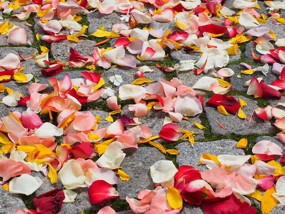 여러 가지 빛깔의 꽃잎, 콘크리트, 바닥, 장미 꽃잎, 꽃잎, 혼례, 빨간, 애정, 흩어진 장미, 흩어져