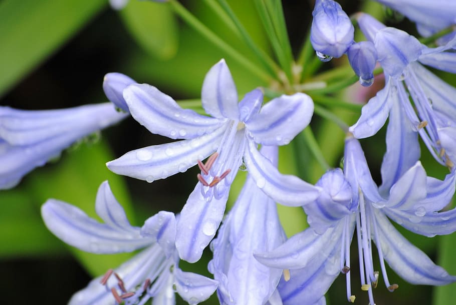 agapanto, flores, primer plano, lirio del nilo, lirio azul africano, lirio  africano, floral, naturaleza, brillante, macro | Pxfuel