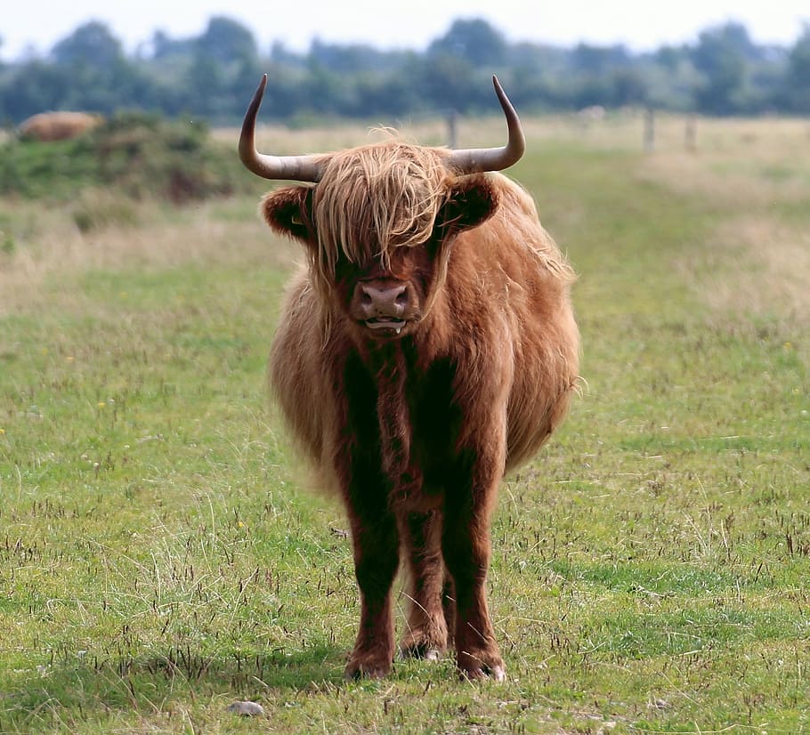 escocés hochlandrind, escocés, Highland Cattle, kyloe, bò gaidhealach, bos taurus, cáscara gaélica, nutzviehrassen, cuernos, pelaje