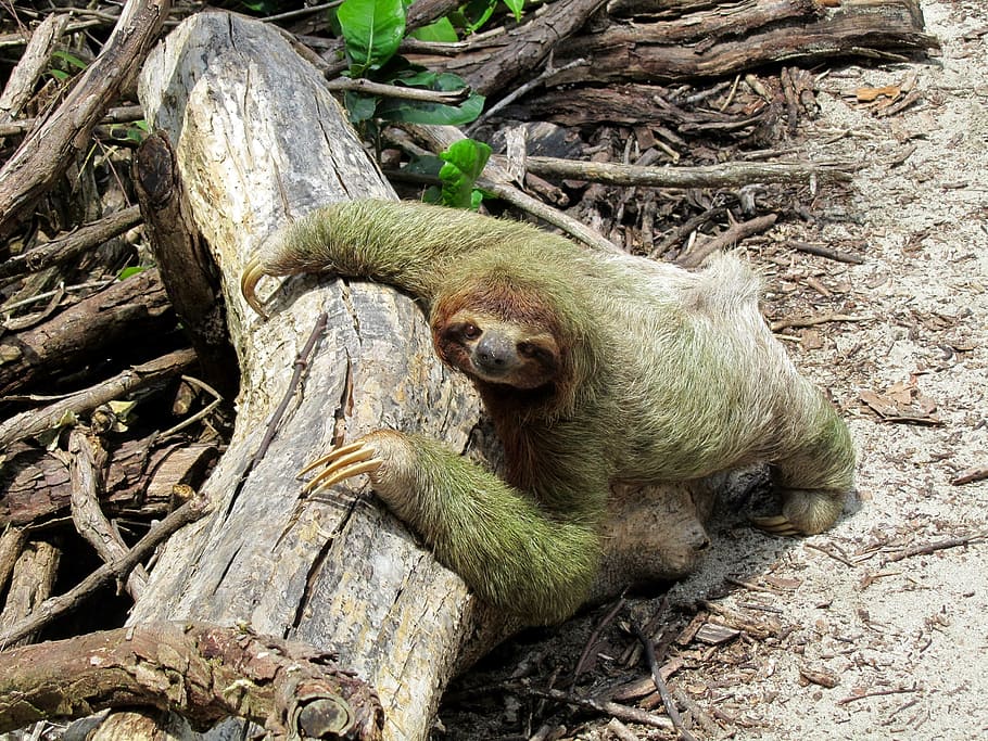 sloth, holding, tree branch, ground, lazy, costa rica, nature, fauna, animal, mammal