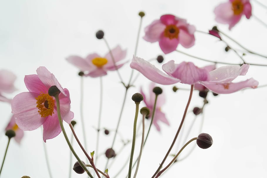 pink anemone flowers, blossom, bloom, pink, flower, fall anemone, anemone hupehensis, hahnenfußgewächs, ranunculaceae, ornamental plant