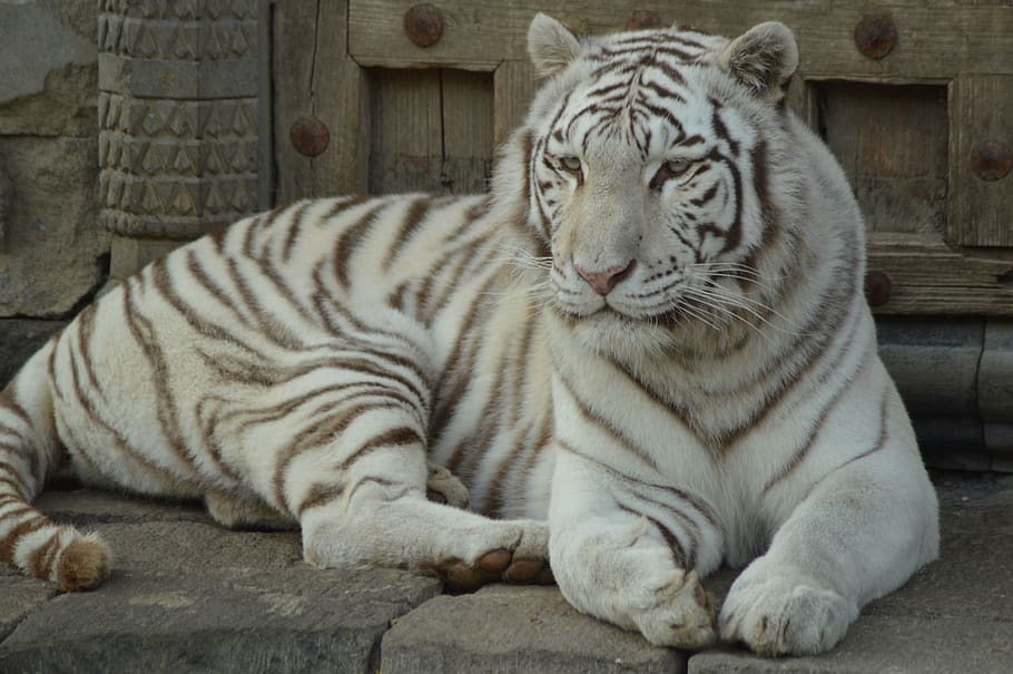 animal, tawny, tiger, white, zoo, predator, nature, carnivores, fur, mammals