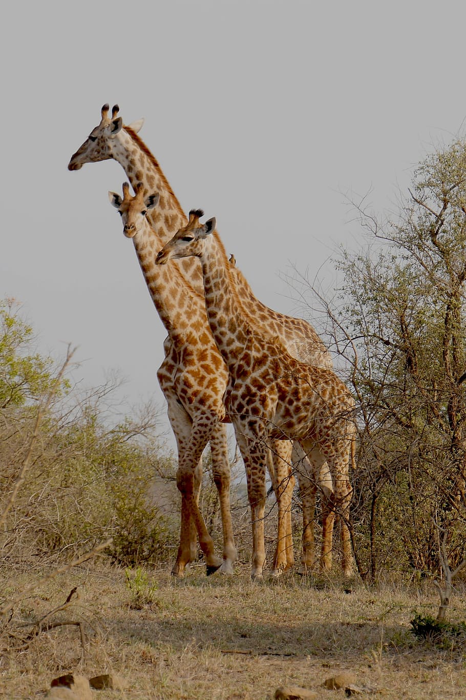 south africa, hluhluwe, giraffe, animals, national park, wild animal, africa, safari Animals, wildlife, nature