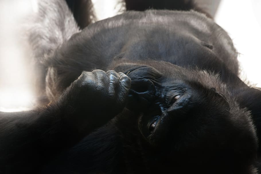 gorila negro, gorila, espalda plateada, mono, dominante, imponente, poderoso, animal, negro, gris plateado