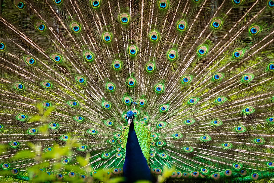 peacock, feather, animals, bird, colorful, animal themes, peacock feather, one animal, animal, fanned out