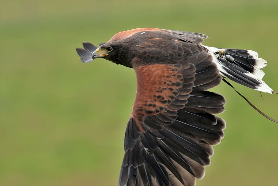 harris hawk, falconry, harris, bird, hunter, predator, wildlife, raptor, falcon, carnivore