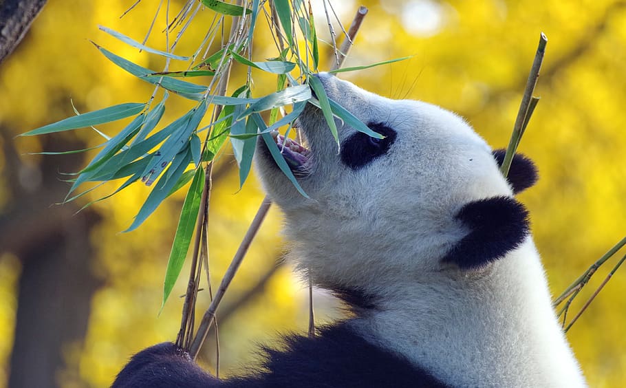 panda, bear, mammal, china, threatened, zoo, bamboo, animal, animal themes, one animal