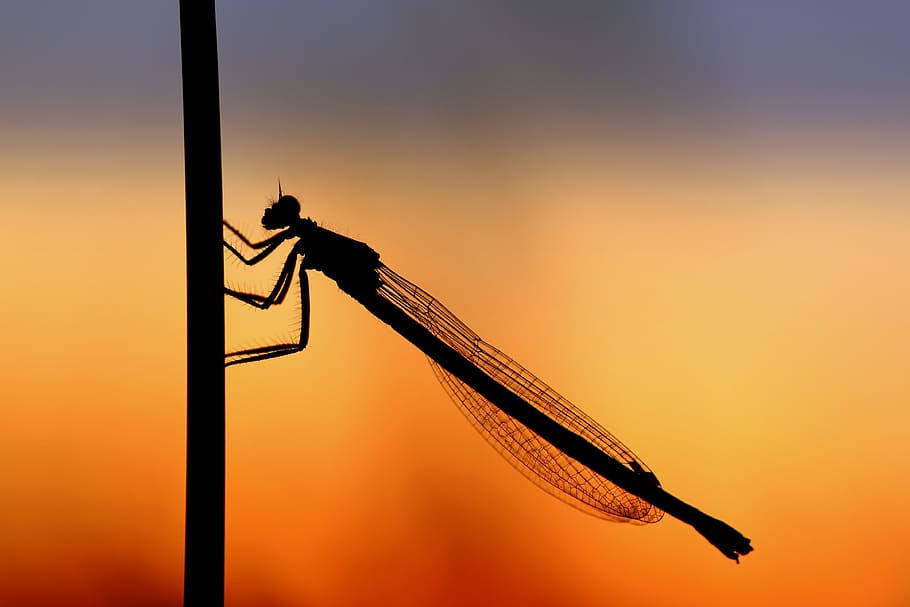 dragonfly, silouhette, sunset, close up, insect, mood, unlucky dragonfly, flight insect, cereals, rural