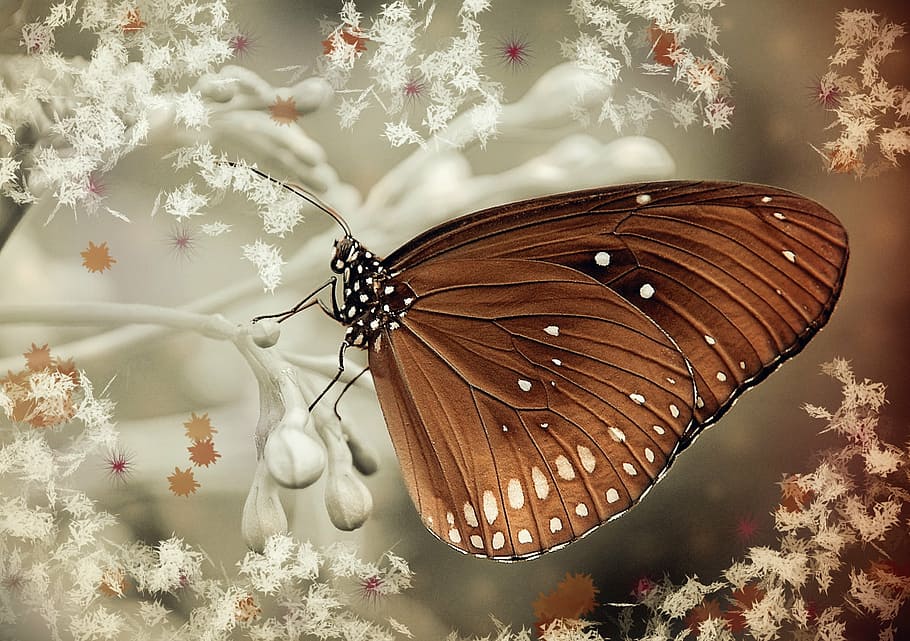 brown, butterfly, white, flowers, oleander, nature, butterfly - Insect, insect, invertebrate, animal wing