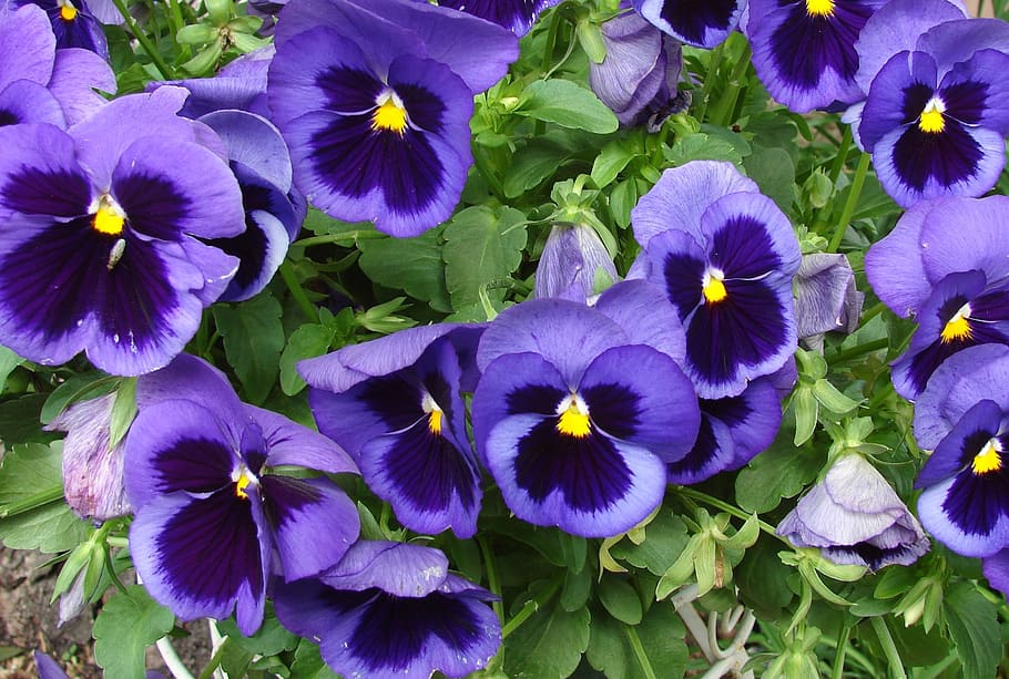 viola, banci, bunga, musim semi, tanaman, alam, musim panas, mekar, daun bunga, biru