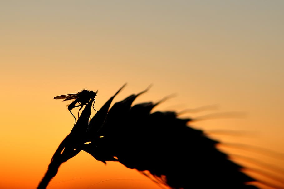 fly, silouhette, sunset, backlighting, insect, close up, animal, animal world, silhouette, sky