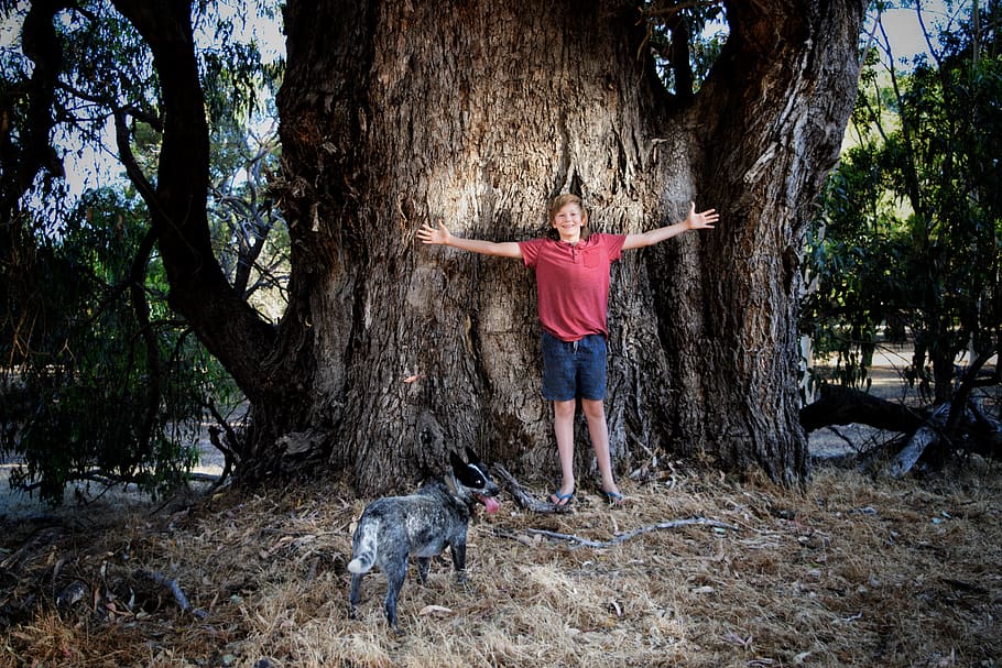 pohon, raksasa, tuart, Anak laki-laki, anjing, hutan, alam, besar, Australia Barat, asli