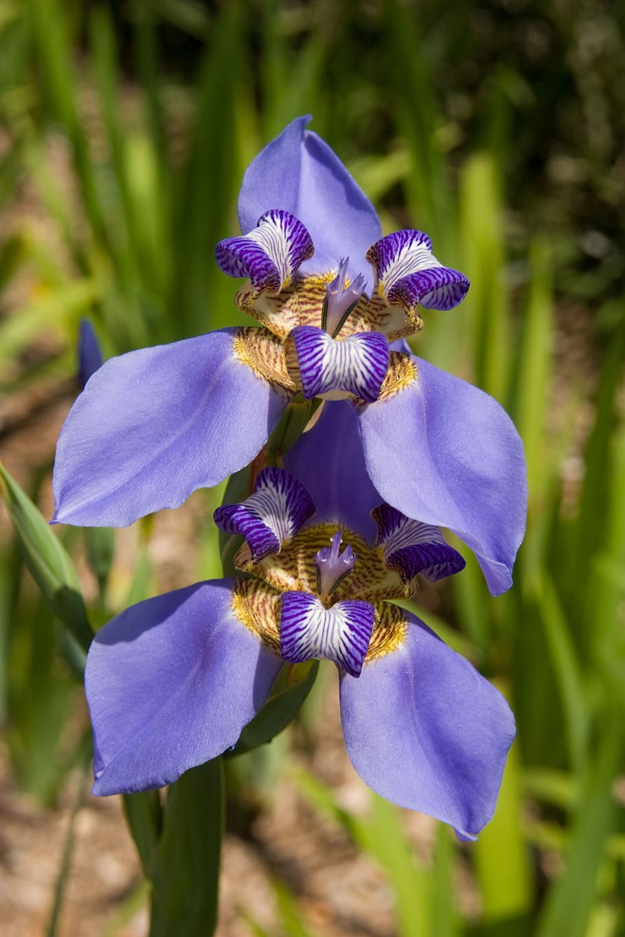 iris, flor, floral, planta, primavera, pétalo, flora, floración, tallo, violeta