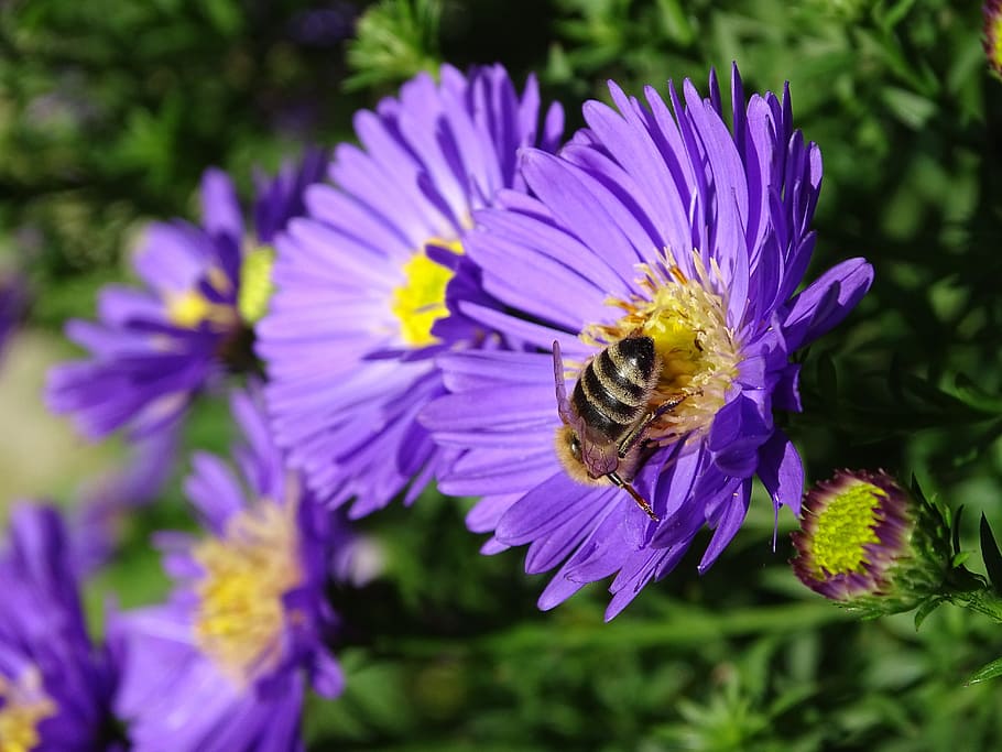 aster, herbstaster, bee, autumn, late summer, autumn-flowers, flowers, flower, flowering plant, plant