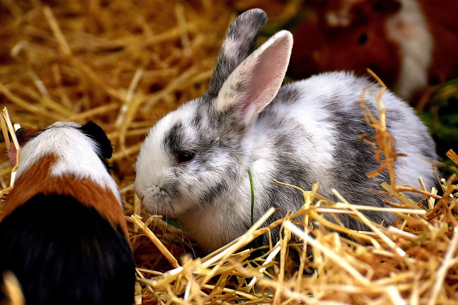 rabbit, guinea pig, haystack, animals, nager, cute, pet, sweet, small, rabbit - Animal
