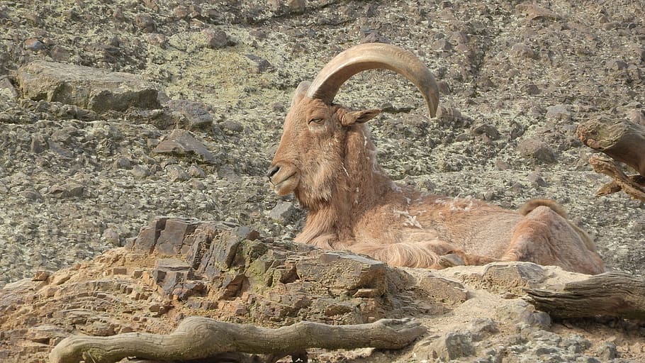 barbary sheep, ammotragus lervia, male, the prague zoo, day, animal, animal themes, nature, solid, one animal