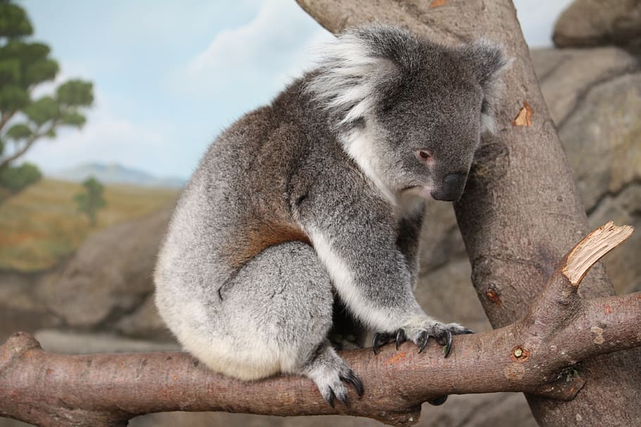 kuala, animal, fauna, naturaleza, australiano, mamífero, lindo, temas de animales, animales, mamíferos