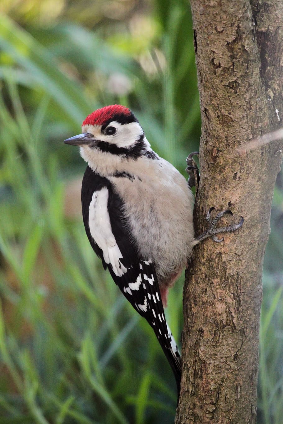 woodpecker, lesser spotted woodpecker, tree, animal, nature, discovered, colorful, sitting, close up, bill