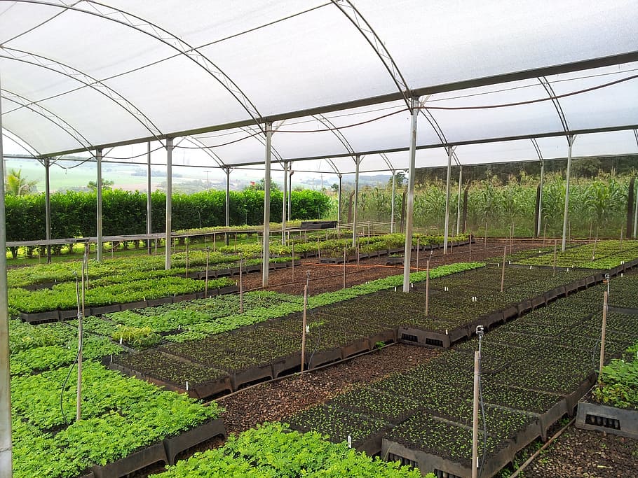 Seedlings, Trees, Flora, London, reforestation, agriculture, greenhouse, growth, rural scene, in a row