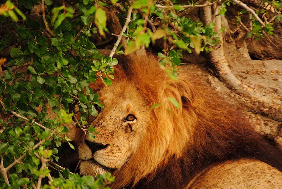 león macho adulto, leon, kenia, sabana, áfrica, animla, depredador, Mamíferos, temas de animales, animales salvajes