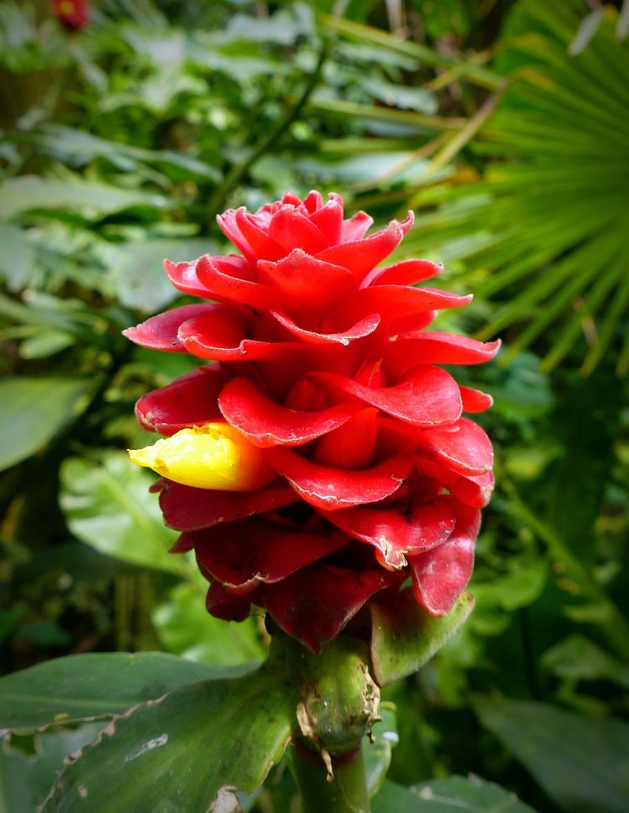 Royalty-free costus photos free download | Pxfuel