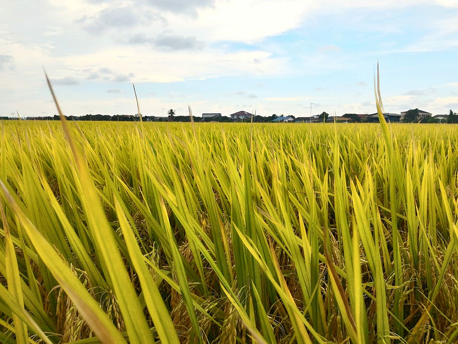 Paddy, Field, Rice, Sky, Farm, Malaysia, paddy, field, sky, farm, agriculture, crop